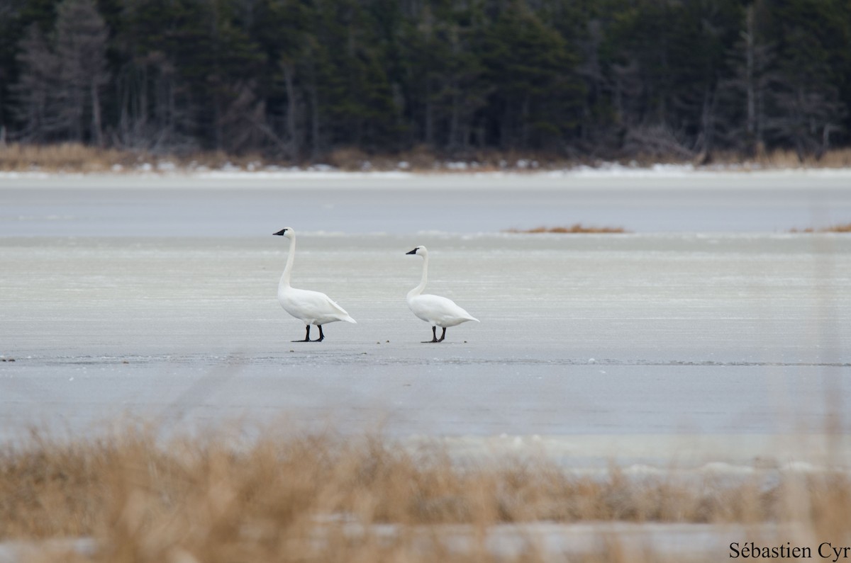 Tundra Swan - ML290084661