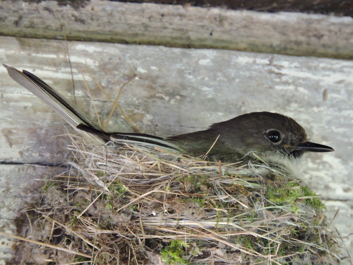 Eastern Phoebe - Lisa Spangenberg