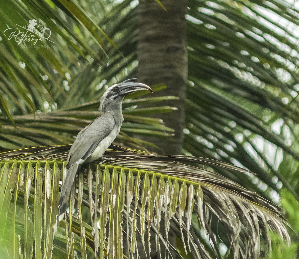 Indian Gray Hornbill - ML290085541