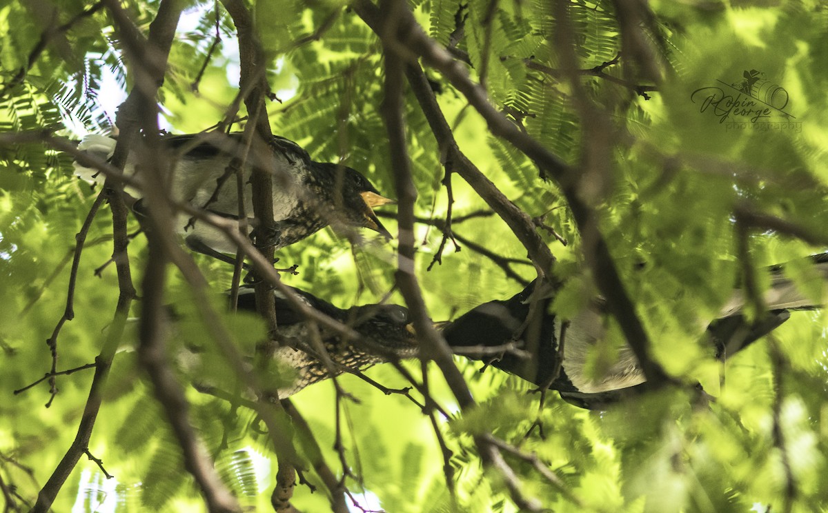 Oriental Magpie-Robin - ML290086061