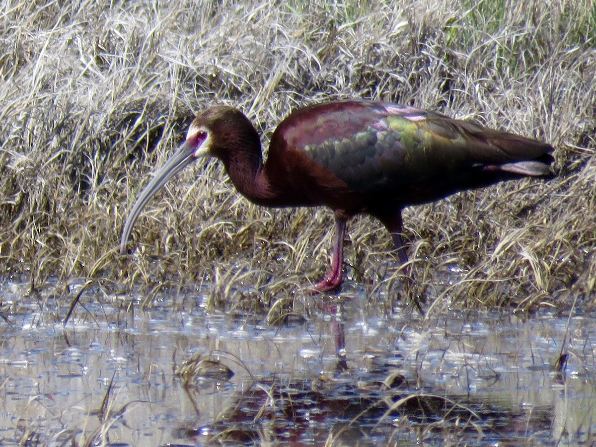 White-faced Ibis - ML29008801