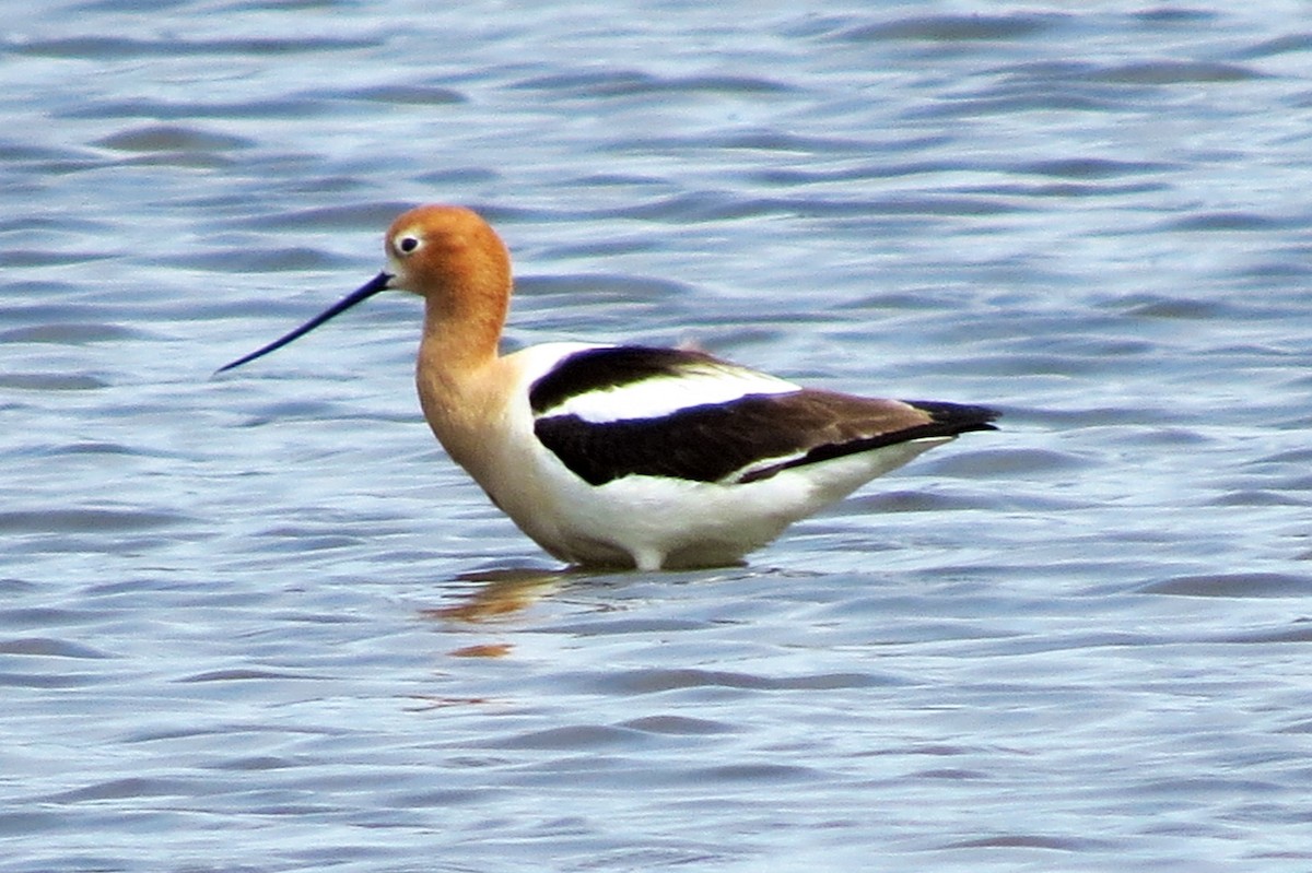 American Avocet - ML29008871