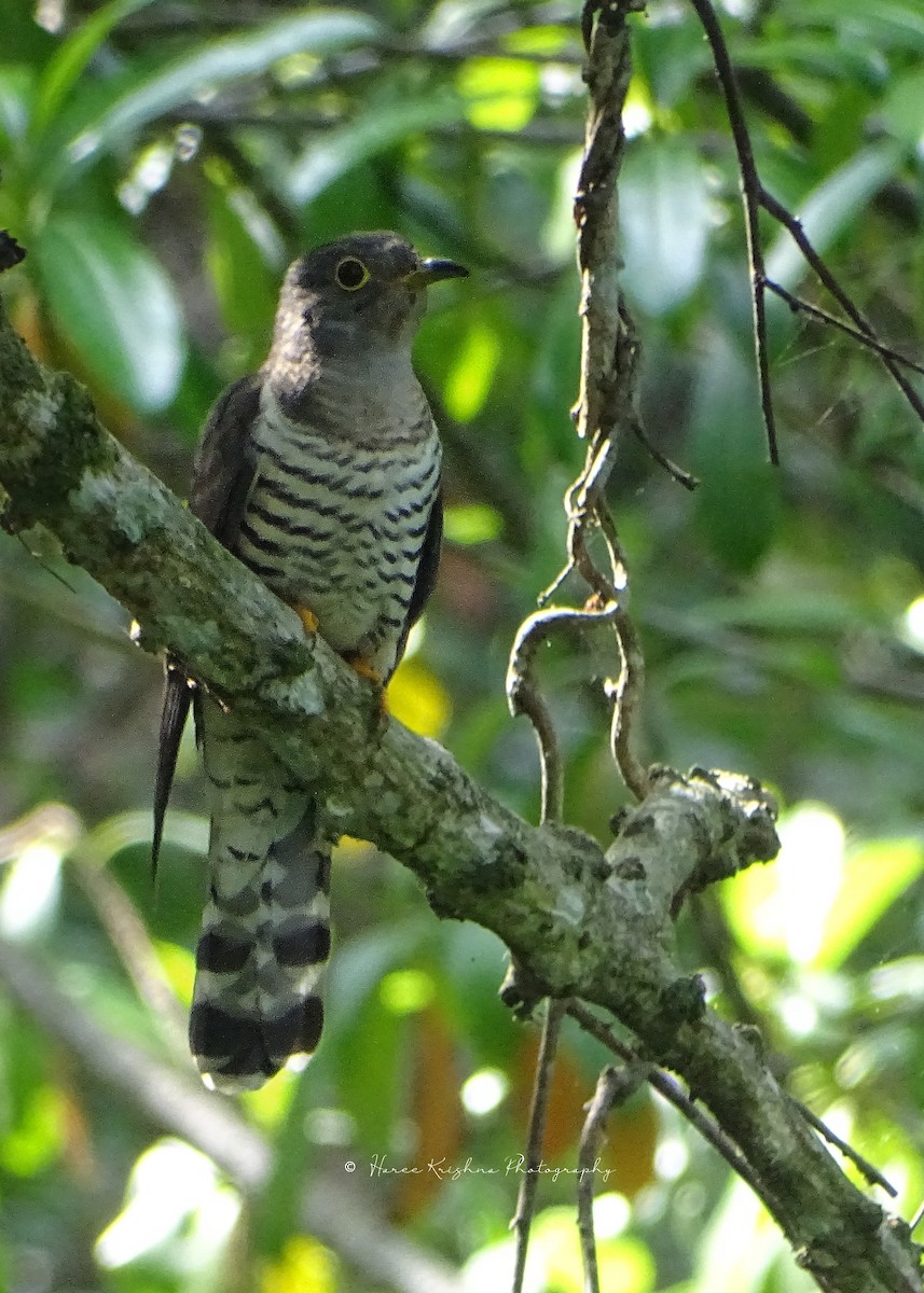 Indian Cuckoo - ML290089591