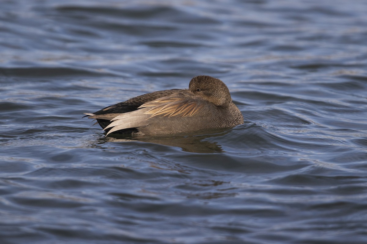 Gadwall - Michael Stubblefield