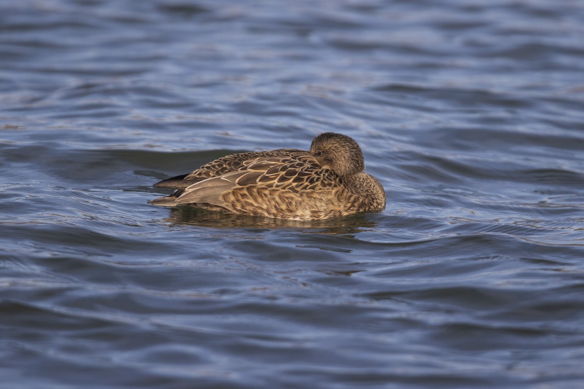 Gadwall - Michael Stubblefield