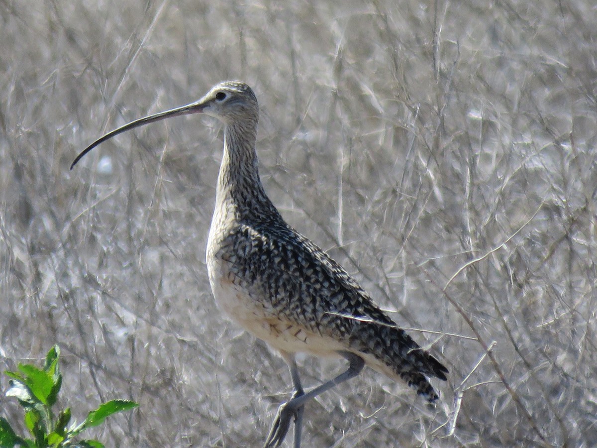 Long-billed Curlew - ML29008981