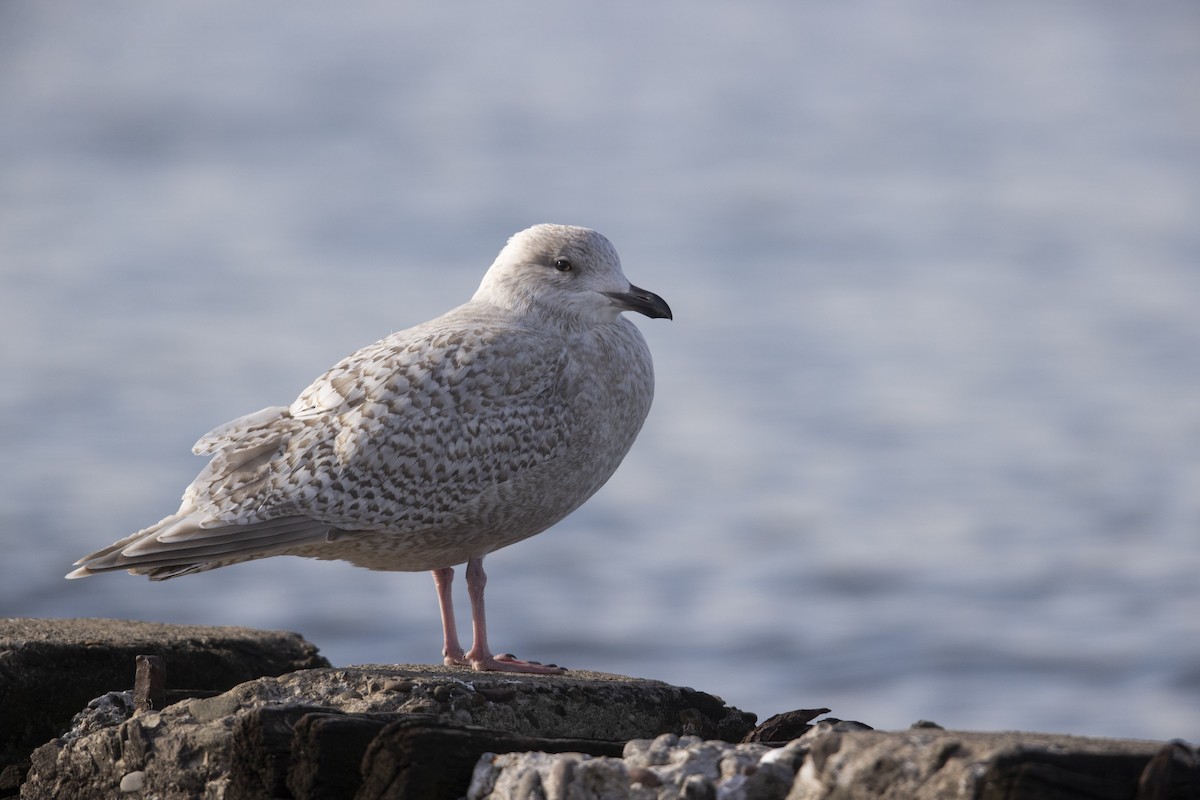 Iceland Gull (kumlieni) - ML290090091