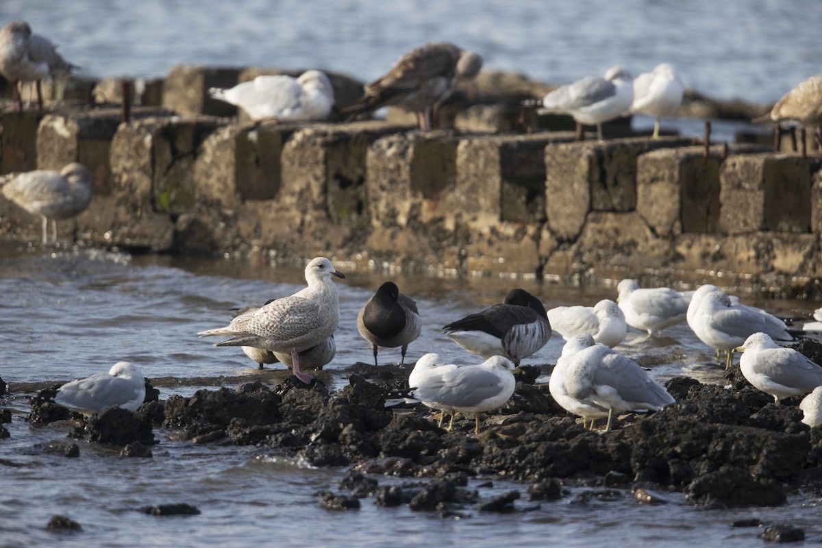 Iceland Gull (kumlieni) - Michael Stubblefield