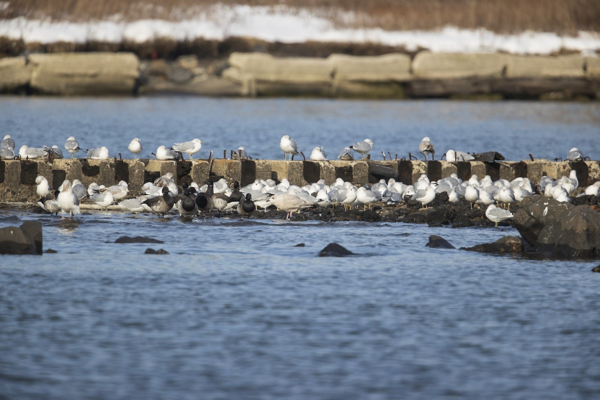 Iceland Gull (kumlieni) - ML290090121