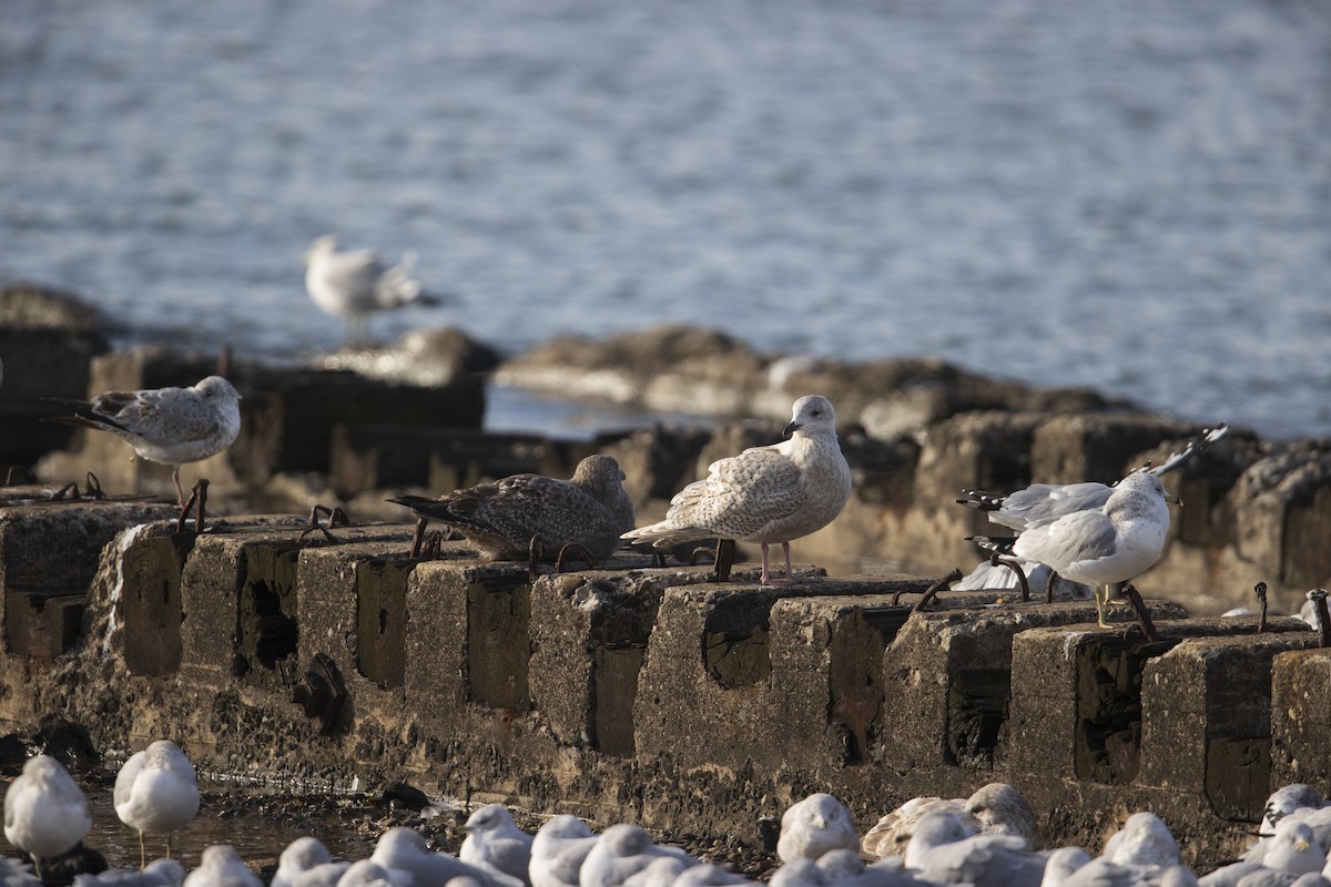 Iceland Gull (kumlieni) - ML290090131