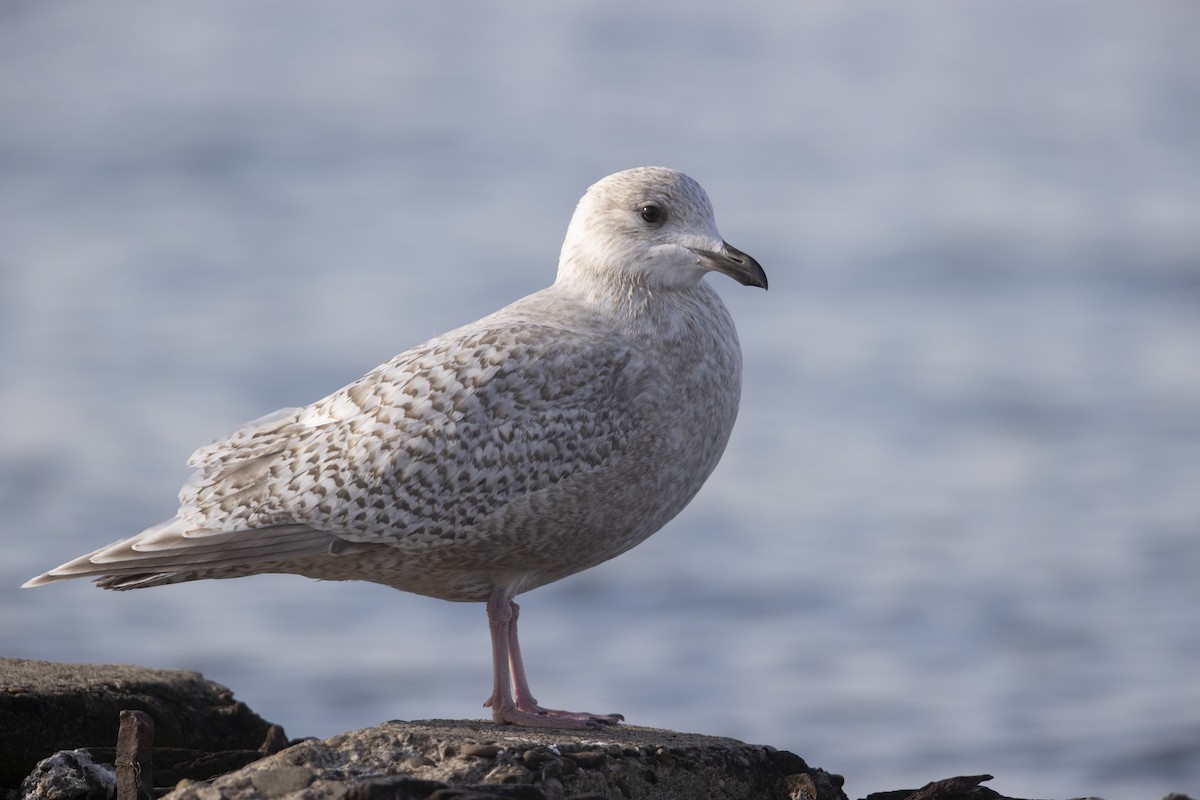 Iceland Gull (kumlieni) - ML290090161