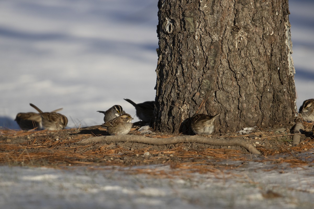 White-throated Sparrow - Michael Stubblefield