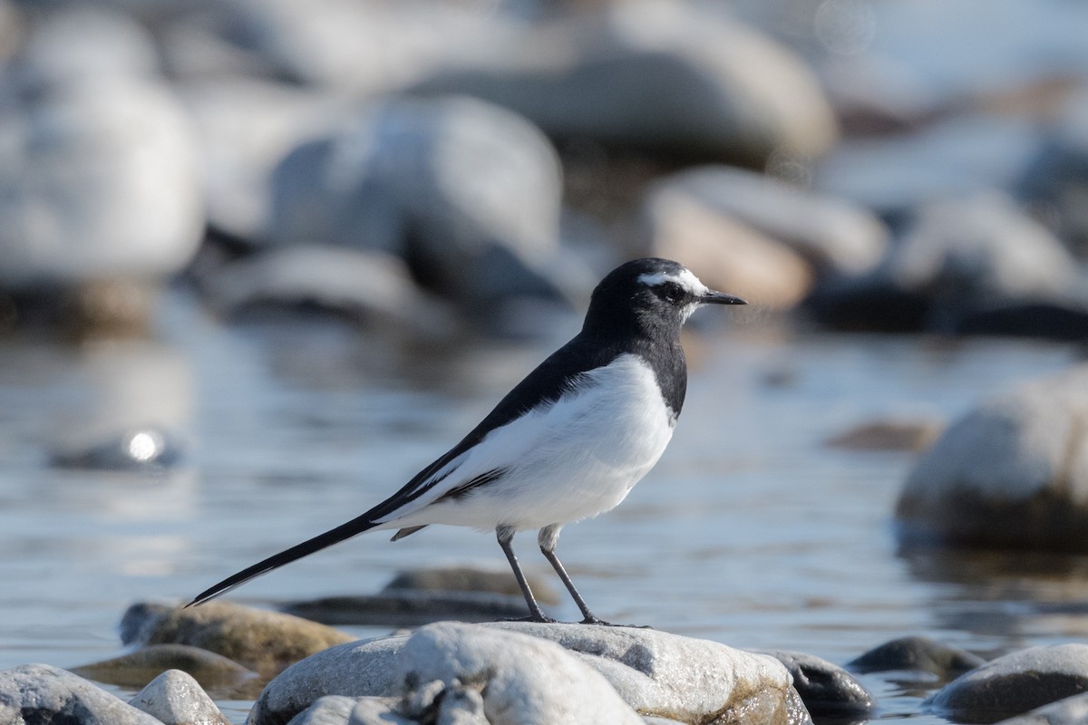 Japanese Wagtail - ML290090551