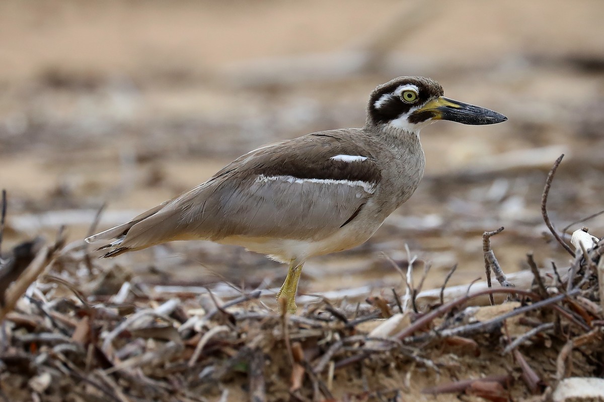 Beach Thick-knee - Peter Kyne