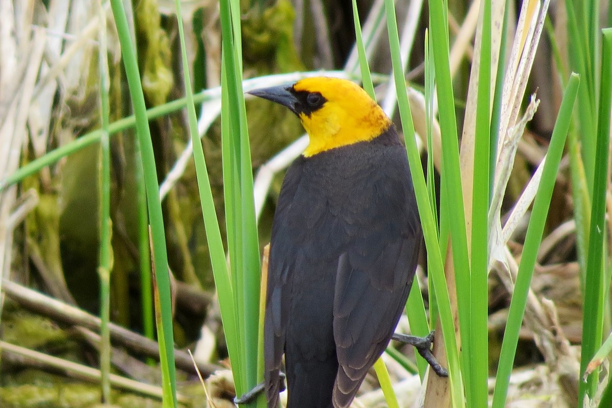Yellow-headed Blackbird - ML29009101