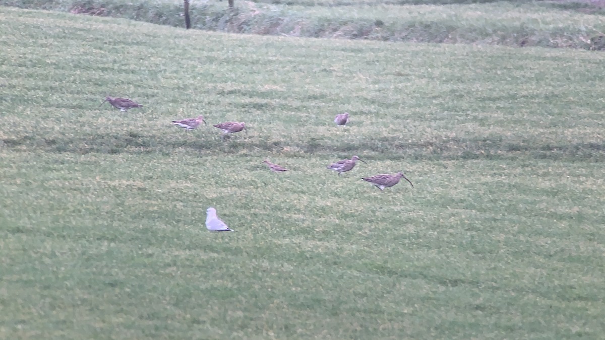 Little Curlew - ML290091771