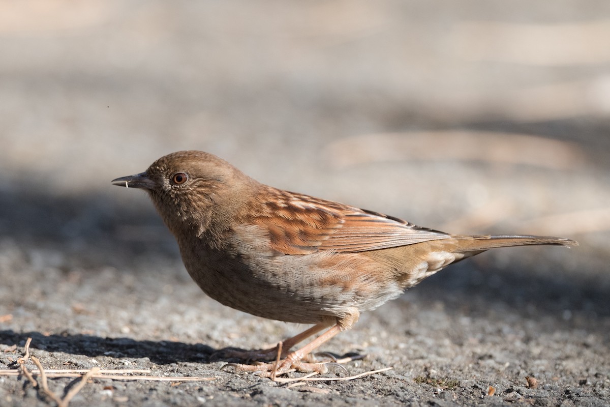 Japanese Accentor - Yann Muzika