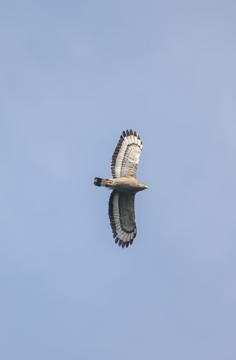 Crested Serpent-Eagle - ML290093101