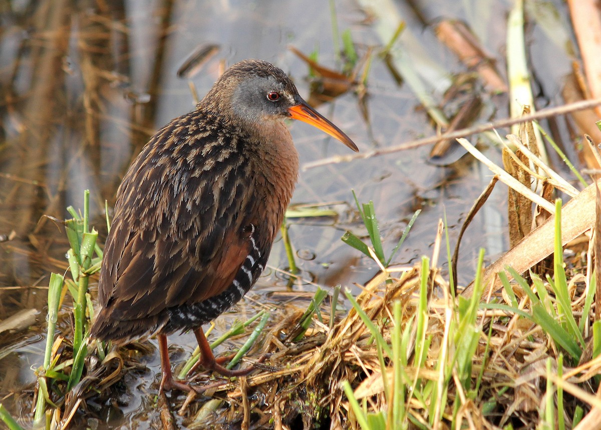 Virginia Rail - ML290093661