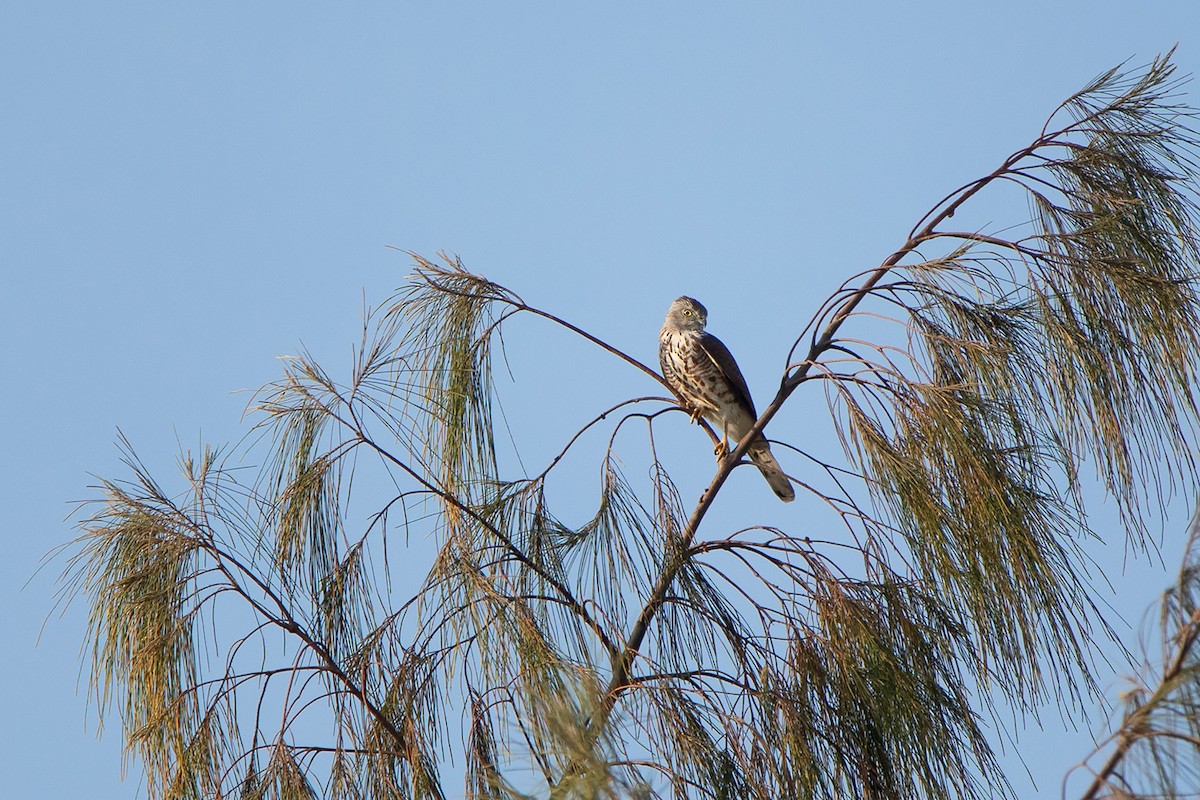 タカサゴダカ（badius グループ） - ML290094891