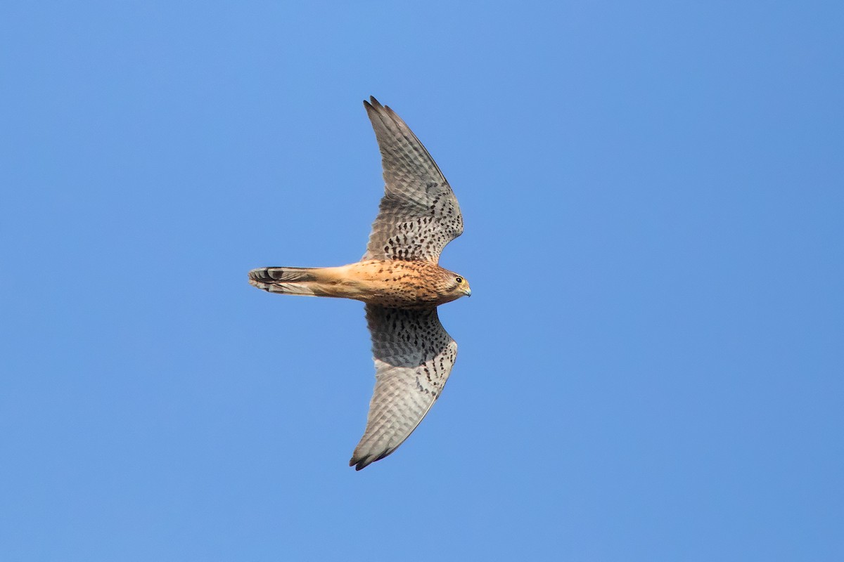 Eurasian Kestrel (Eurasian) - ML290094991