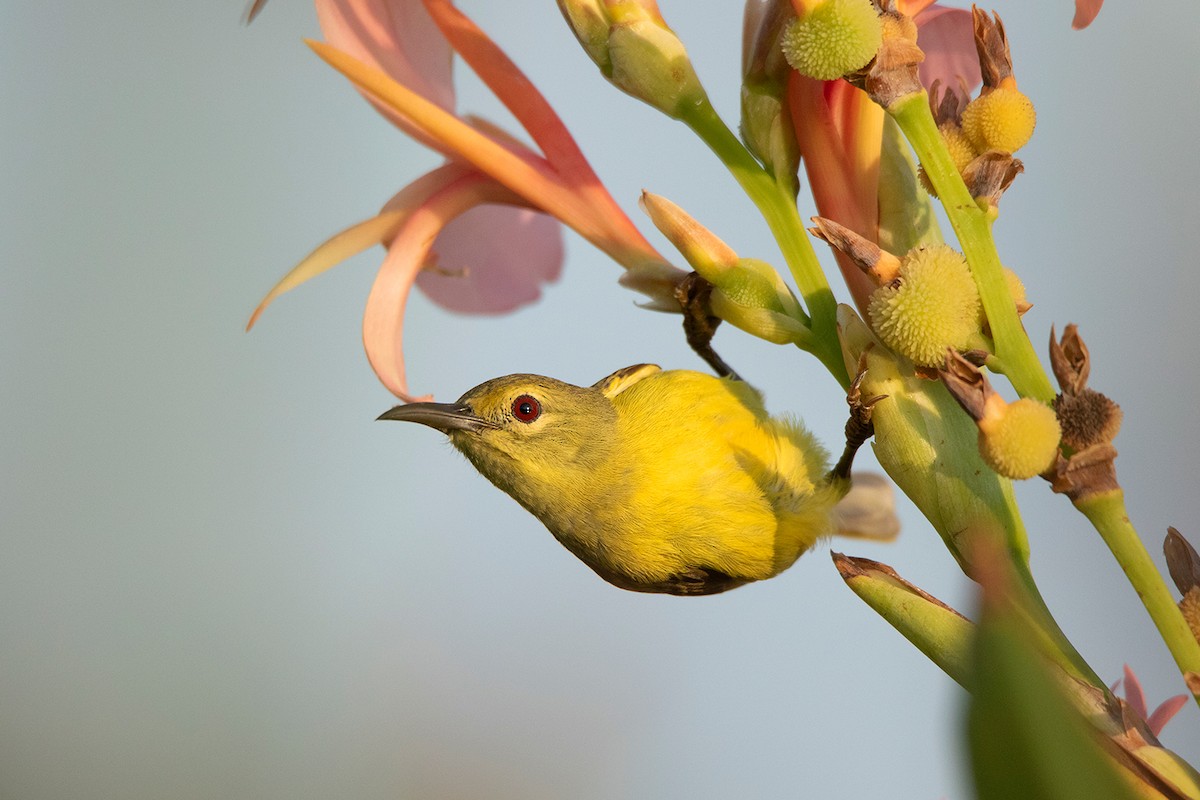 Brown-throated Sunbird - ML290095081