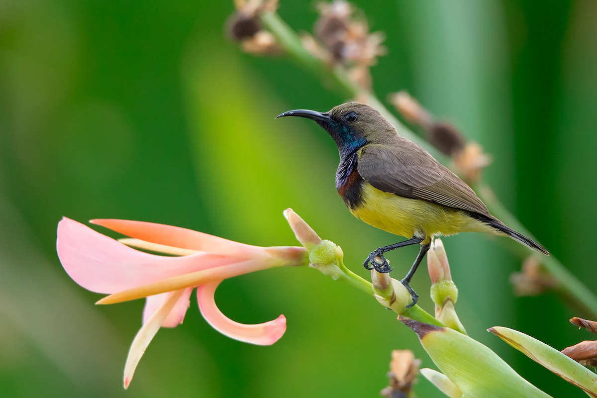 Ornate Sunbird - ML290095181