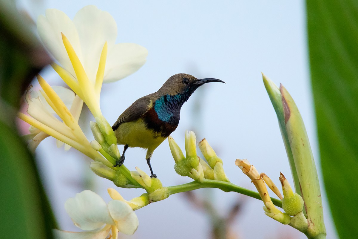 Ornate Sunbird - ML290095201