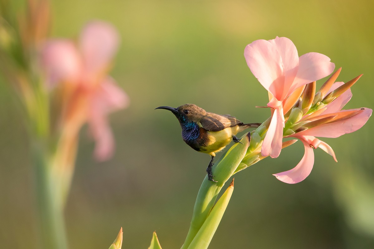 Ornate Sunbird - ML290095221