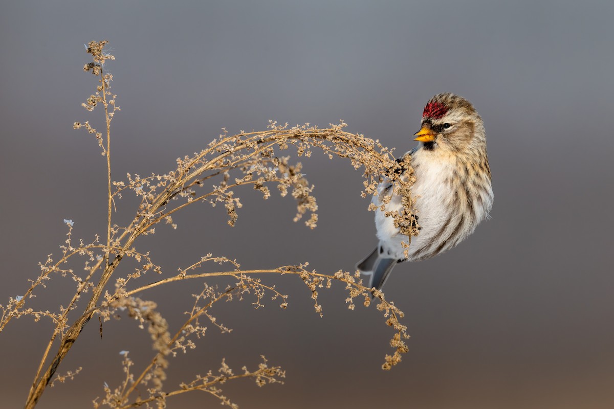 Redpoll (Common) - Kyle Tansley