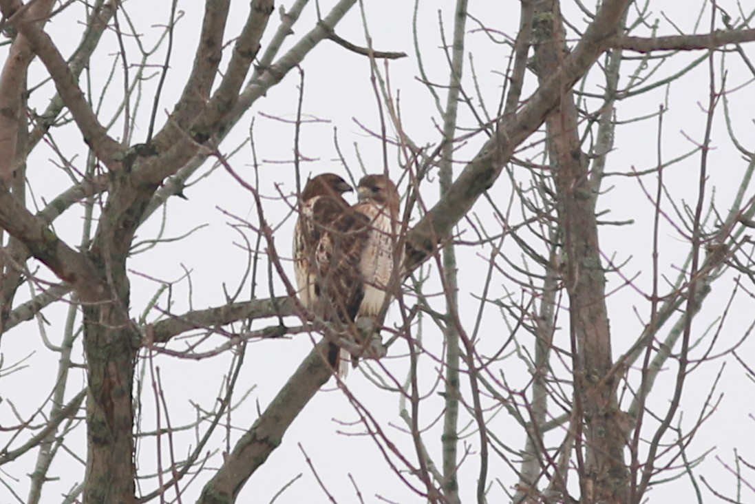 Red-tailed Hawk - ML290097771