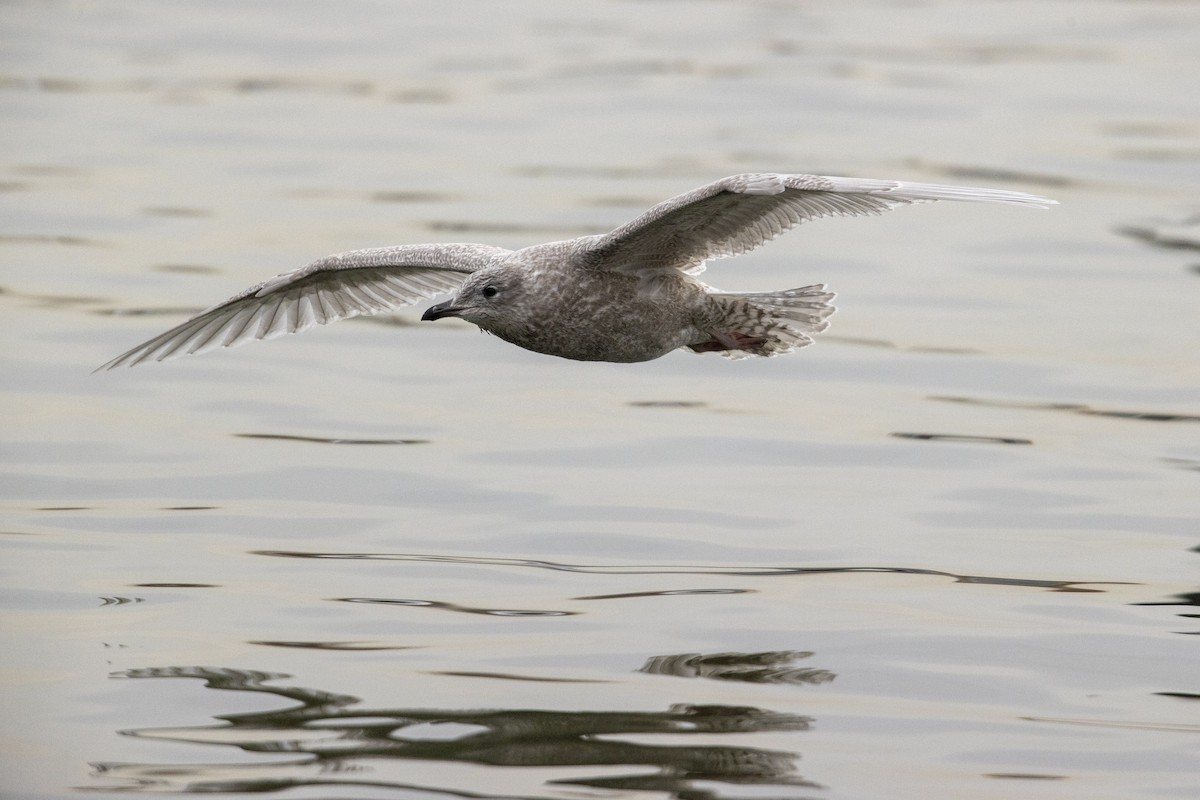 Iceland Gull (kumlieni) - ML290099051