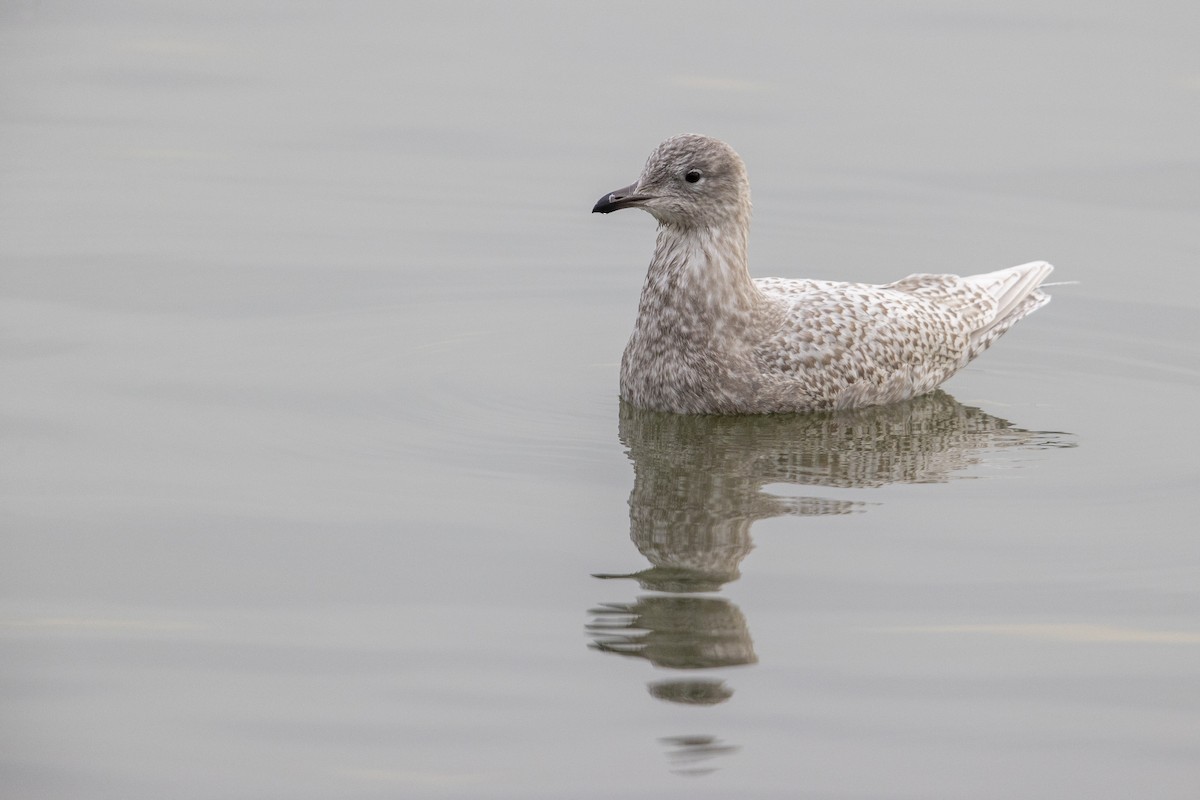 Iceland Gull (kumlieni) - ML290099071