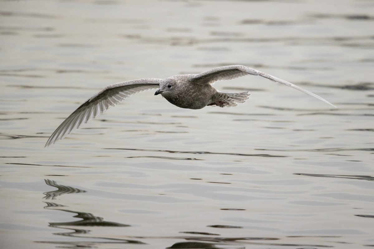 Iceland Gull (kumlieni) - ML290099081