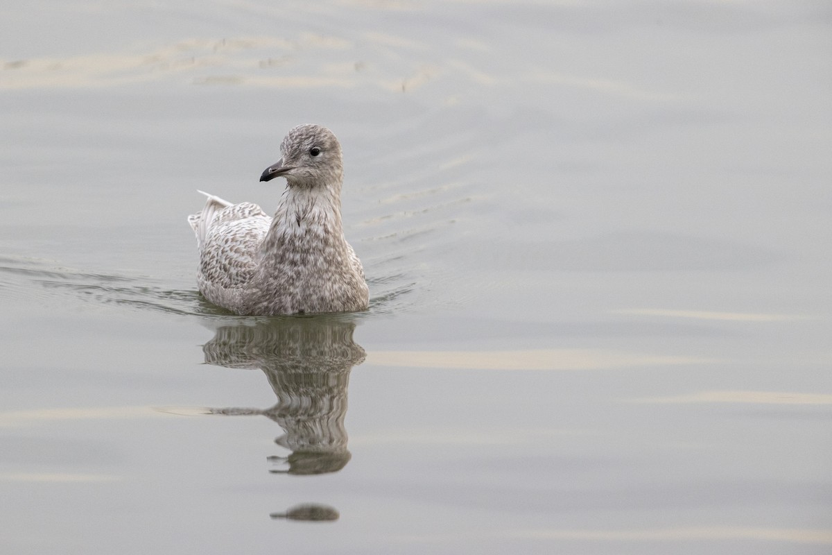 Iceland Gull (kumlieni) - ML290099091