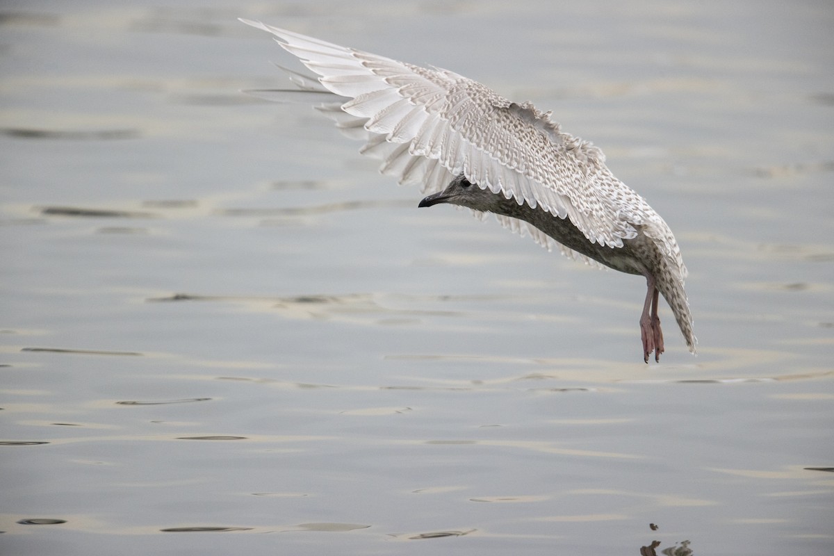 Iceland Gull (kumlieni) - ML290099101