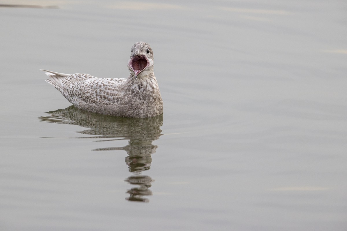 Iceland Gull (kumlieni) - ML290099121