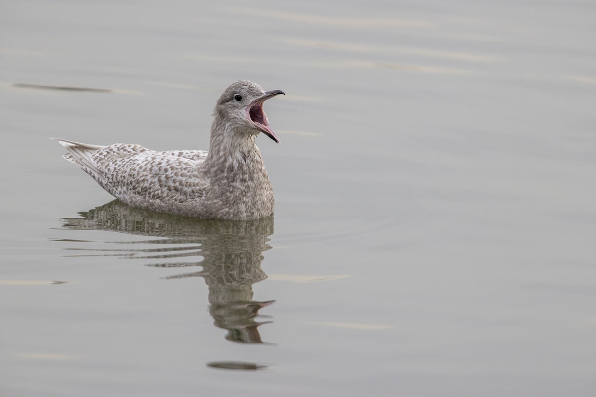 Iceland Gull (kumlieni) - ML290099131