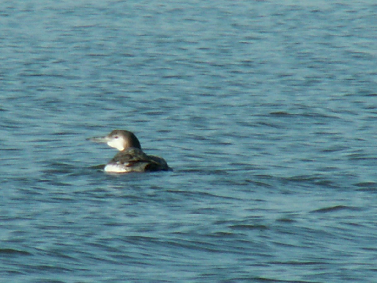 Common Loon - ML290099551