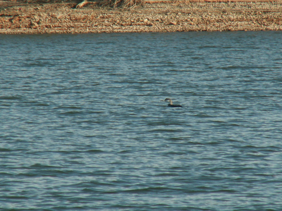 Common Loon - ML290099581