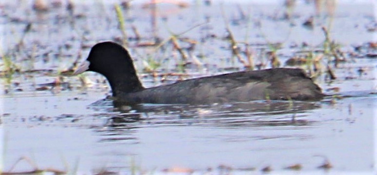 Eurasian Coot - ML290099941