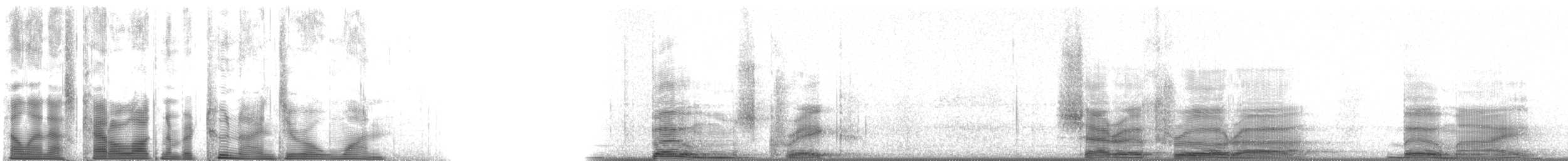 Râle de Böhm - ML2901