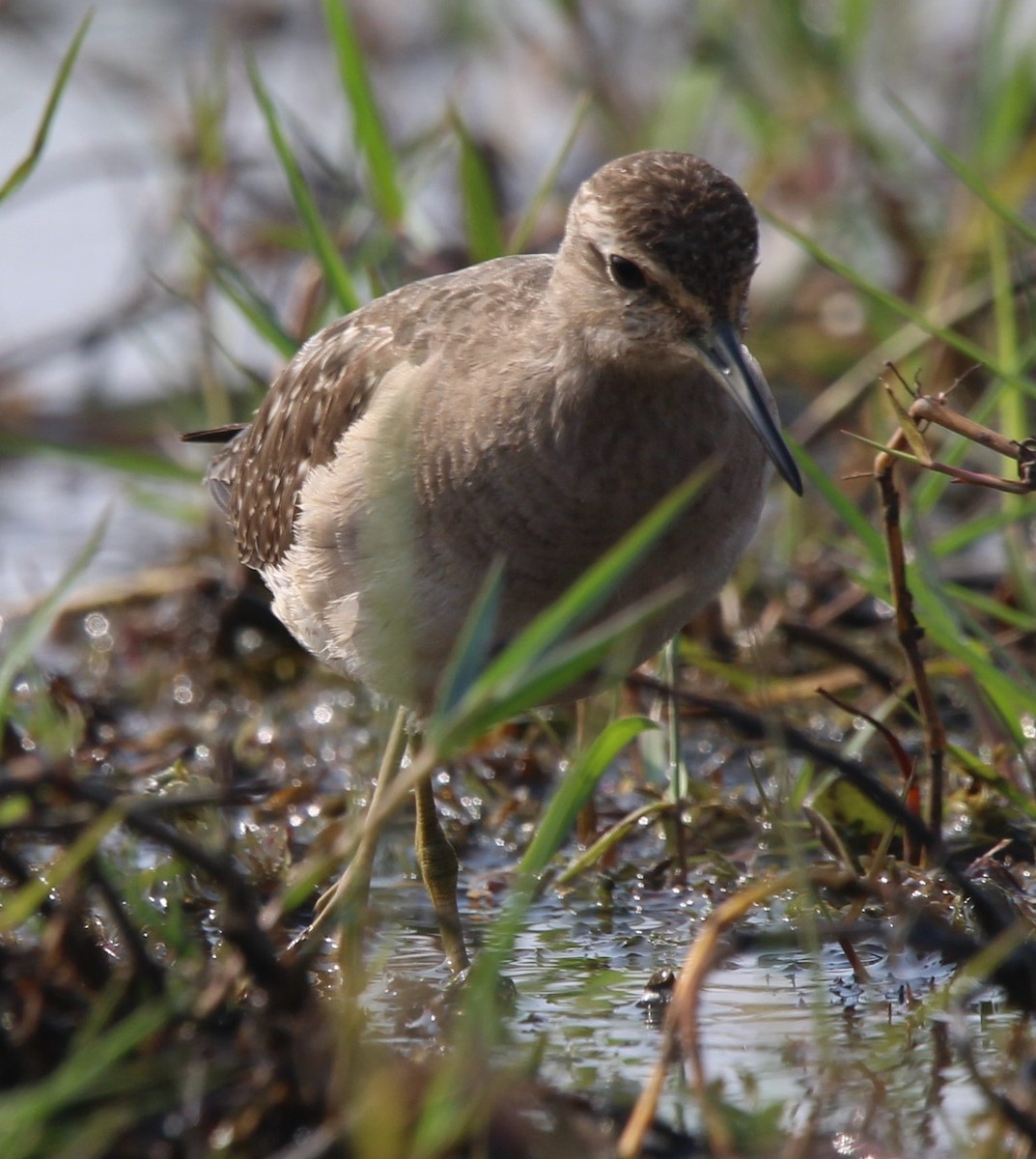 Green Sandpiper - ML290100641