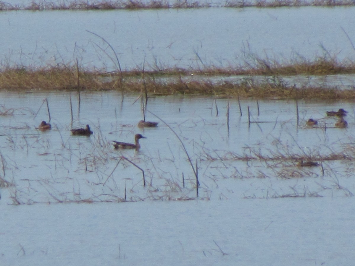 Northern Pintail - ML290101211