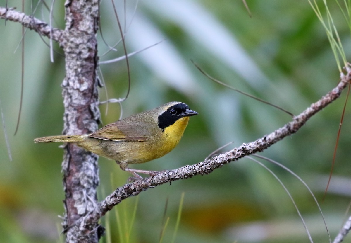 Bahama Yellowthroat - ML29010181