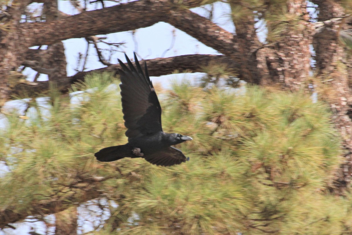 Common Raven - ML290102281