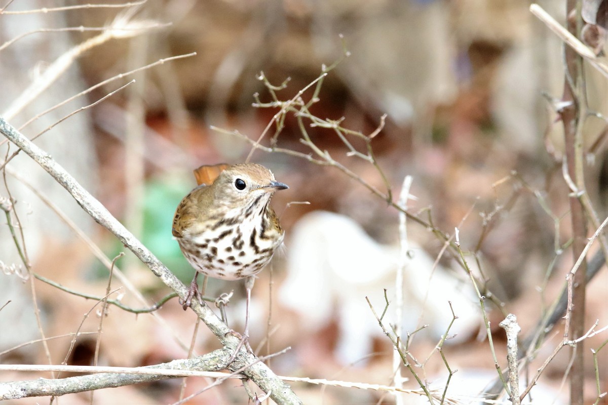 Hermit Thrush - ML290105021