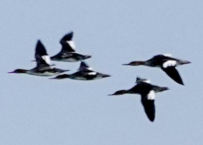 Red-breasted Merganser - ML290105041