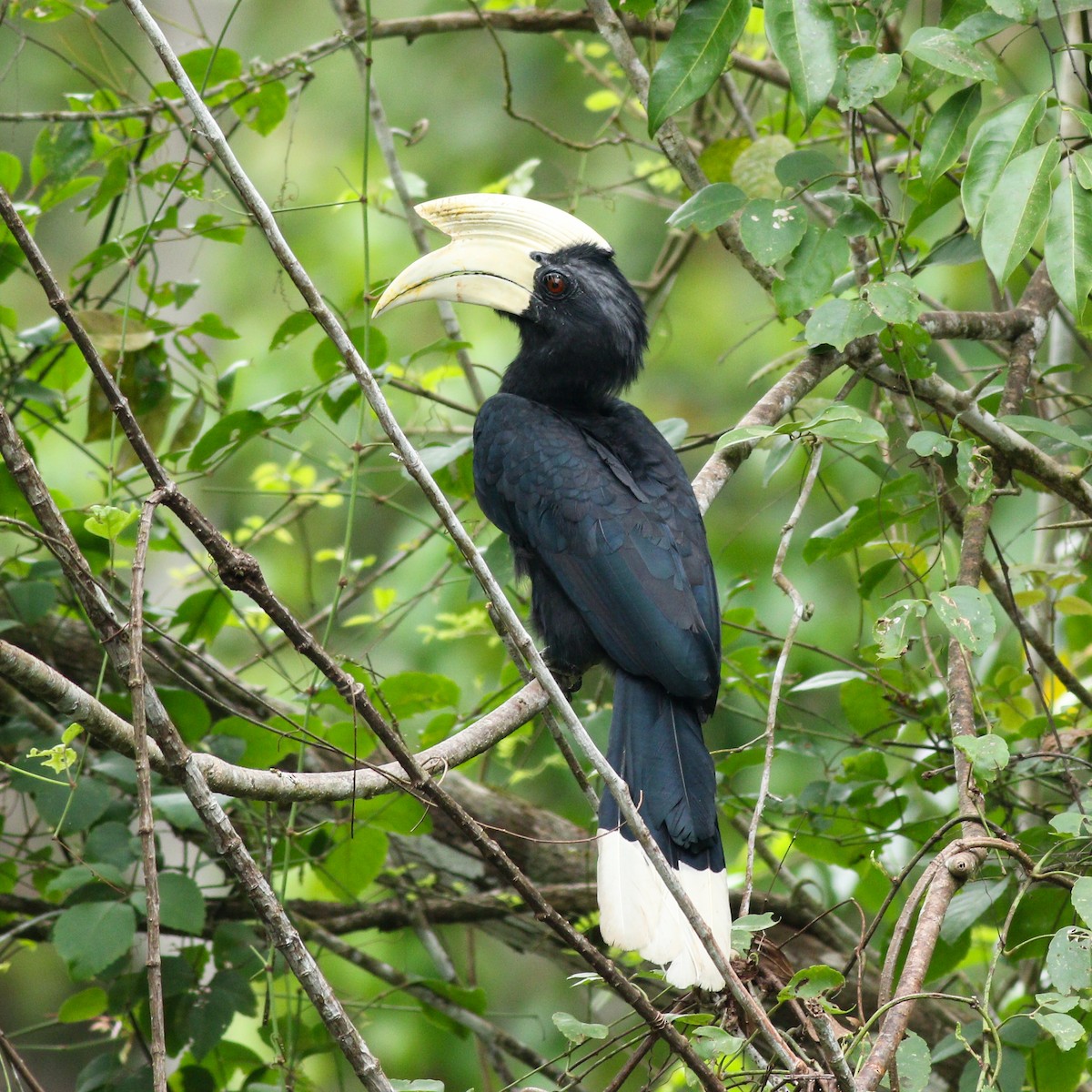 Black Hornbill - Wilbur Goh