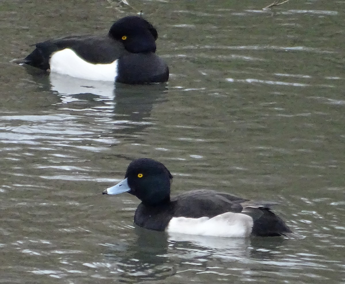 Tufted Duck - Alfonso Luengo